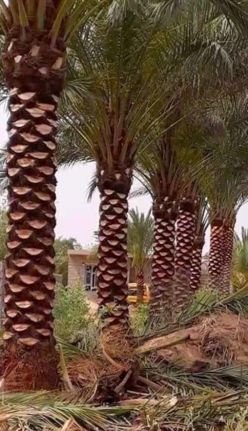تكريب نخيل بجدة
