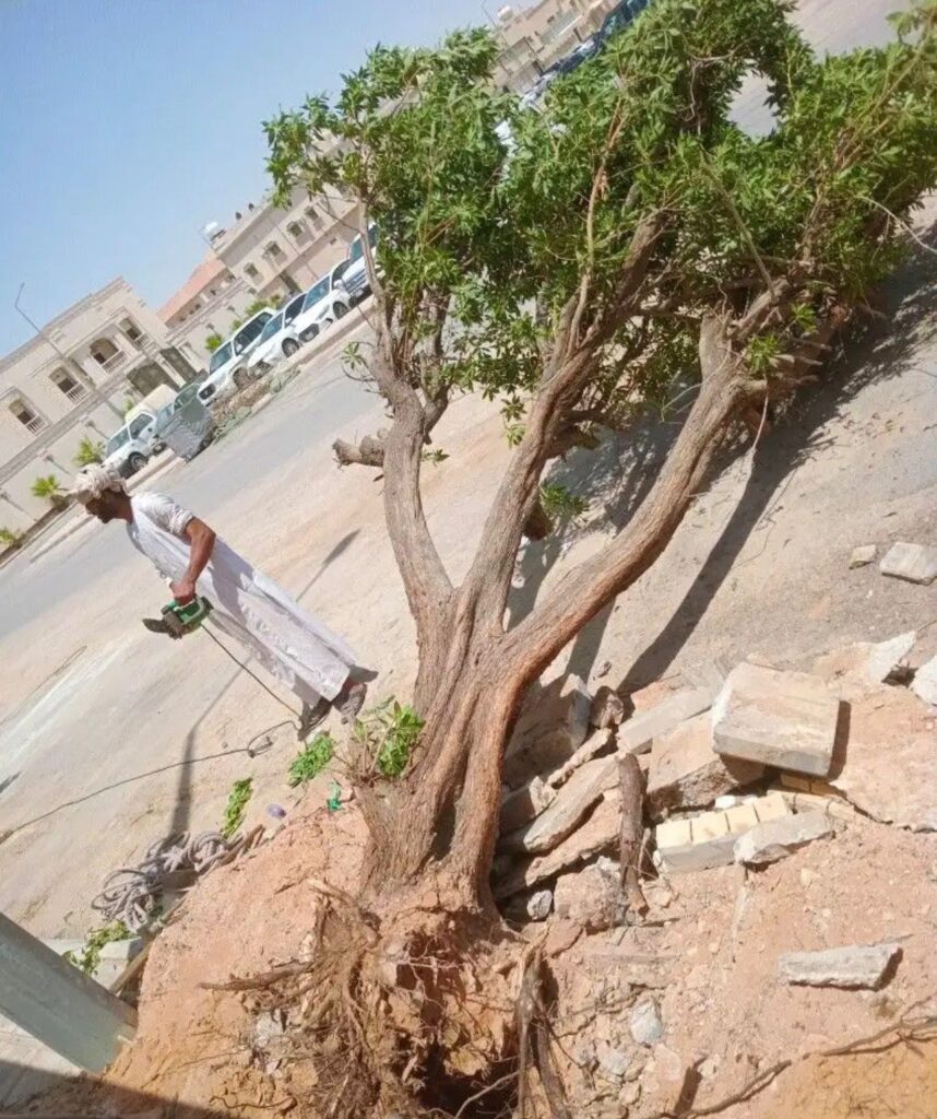 ازالة الاشجار