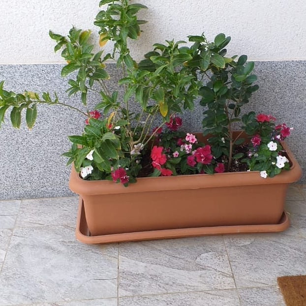 أحواض الزهور